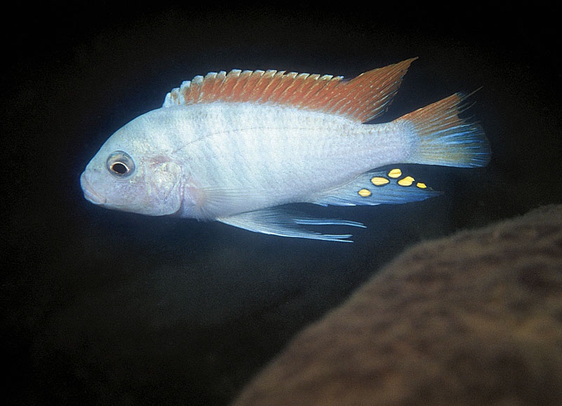 Maylandia greshakei 'Makokola Reef'